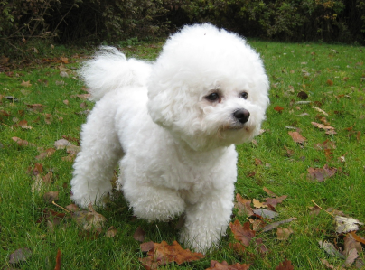 Cachorro: Bichon frisé